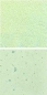 Preview: Optul Glass,float powder,COE 82,light green,transparent,code 0072,100 g,item number 3591320.Carmen Harusta,Glasinsel ®,Goettingen,Germany.