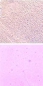 Preview: Optul Glass,float powder,COE 82,gold violet,transparent,code 4015,100 g,item number 3590020.Carmen Harusta,Glasinsel ®,Goettingen,Germany.