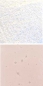 Preview: Optul Glass,float powder,COE 82,peach,transparent,code 4026,1 kg,item number 3590110.Carmen Harusta,Glasinsel ®,Goettingen,Germany.