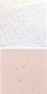Preview: Optul Glass,float powder,COE 82,Code 4026,illustrations by Glasinsel ® Goettingen.