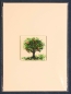 Preview: Faltkarte und Briefumschlag,elfenbeinfarben,ca. 12 x 17 cm,mit Glasinsel®-Motiv " Sommerbaum ",ca. 5 x 5 cm,Artikelnummer 130009e.Carmen Harusta,Glasinsel ®,Göttingen,Deutschland.