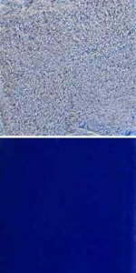 Optul Glass,float powder,COE 82,dark blue,transparent,code 0058,100 g,item number 3589520.Carmen Harusta,Glasinsel ®,Goettingen,Germany.