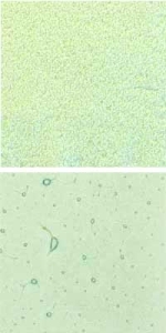 Preview: Optul Glass,float powder,COE 82,Code 0072,illustrations by Glasinsel ® Goettingen.