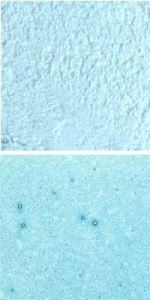Optul Glass,float powder,COE 82,light aquamarine,transparent,code 0092,1 kg,item number 3592610.Carmen Harusta,Glasinsel ®,Goettingen,Germany.