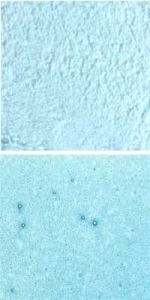 Optul Glass,float powder,COE 82,Code 0092,illustrations by Glasinsel ® Goettingen.