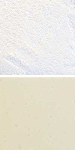 Optul Glass,float powder,COE 82,Code 3120,illustrations by Glasinsel ® Goettingen.