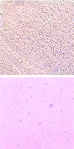 Optul Glass,float powder,COE 82,gold violet,transparent,code 4015,1 kg,item number 3590010.Carmen Harusta,Glasinsel ®,Goettingen,Germany.
