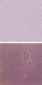 Optul Glass,float powder,COE 82,gold pink,opaque,code 4025,100 g,item number 3592020.Carmen Harusta,Glasinsel ®,Goettingen,Germany.
