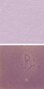 Optul Glass,float powder,COE 82,Code 4025,illustrations by Glasinsel ® Goettingen.