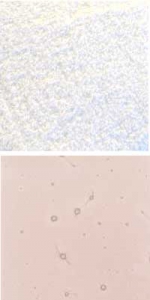 Optul Glass,float powder,COE 82,peach,transparent,code 4026,1 kg,item number 3590110.Carmen Harusta,Glasinsel ®,Goettingen,Germany.
