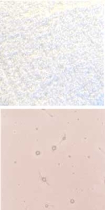 Optul Glass,float powder,COE 82,Code 4026,illustrations by Glasinsel ® Goettingen.