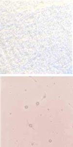 Preview: Optul Glass,float powder,COE 82,Code 4026,illustrations by Glasinsel ® Goettingen.