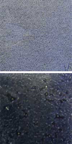 Optul Glass,float powder,COE 82,bright black,transparent,code 0026,1 kg,item number 3589310.Carmen Harusta,Glasinsel ®,Goettingen,Germany.