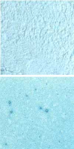 Optul Glass,float powder,COE 82,light aquamarine,transparent,code 0092,100 g,item number 3592620.Carmen Harusta,Glasinsel ®,Goettingen,Germany.