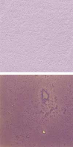 Optul Glass,float powder,COE 82,gold pink,opaque,code 4025,100 g,item number 3592020.Carmen Harusta,Glasinsel ®,Goettingen,Germany.