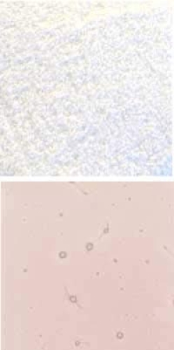 Optul Glass,float powder,COE 82,Code 4026,illustrations by Glasinsel ® Goettingen.