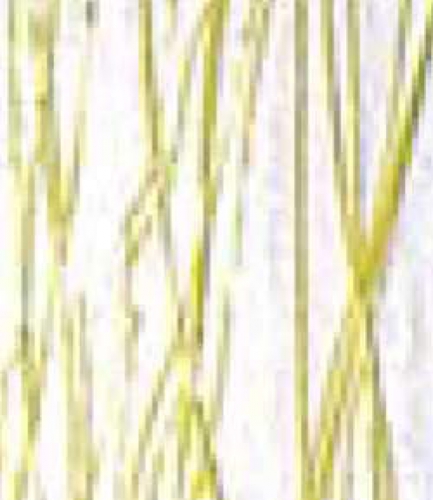 Bullseye Glass,fusible,COE 90,B 4153-00 F,clear glass with yellow stringer,size ca. 25 x 29 cm,tickness ca. 3 - 4 mm,item number 7730401.