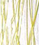 Bullseye Glass,fusible,COE 90,B 4153-00 F,clear glass with yellow stringer,size ca. 25 x 29 cm,tickness ca. 3 - 4 mm,item number 7730401.